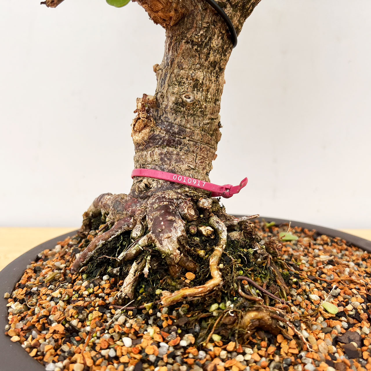 Mini Jade, Portulacara Afra, Bonsai Tree | Bonsai Outlet | N0. 10917