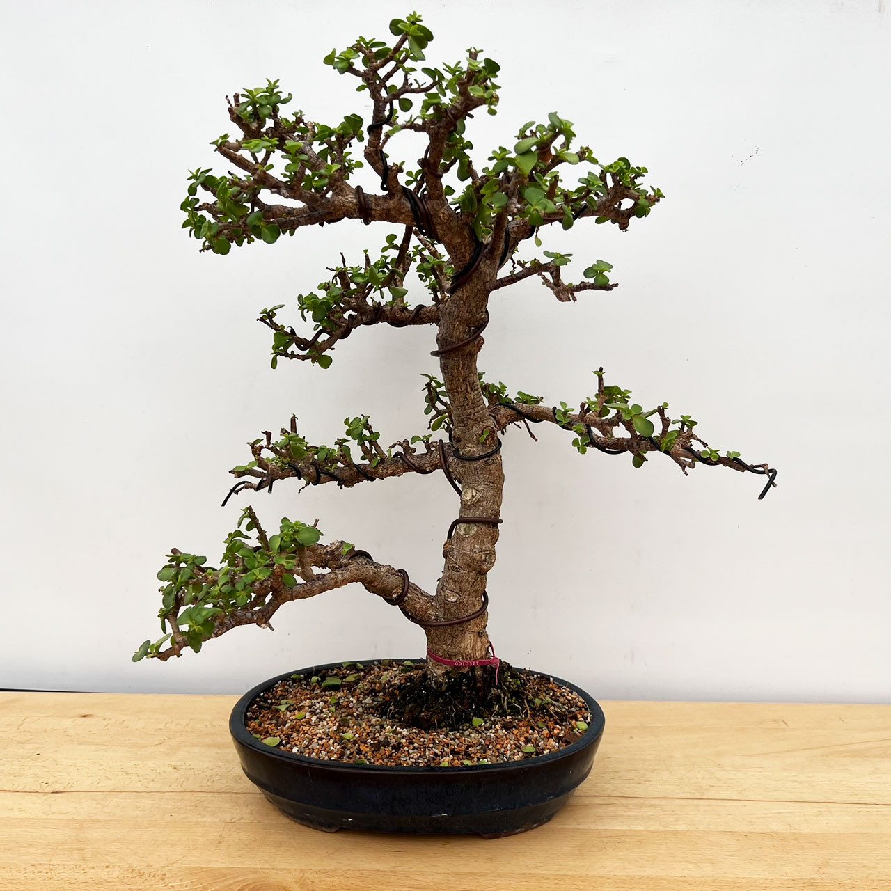 Mini Jade, Portulacara Afra, Bonsai Tree | Bonsai Outlet | N0. 10327