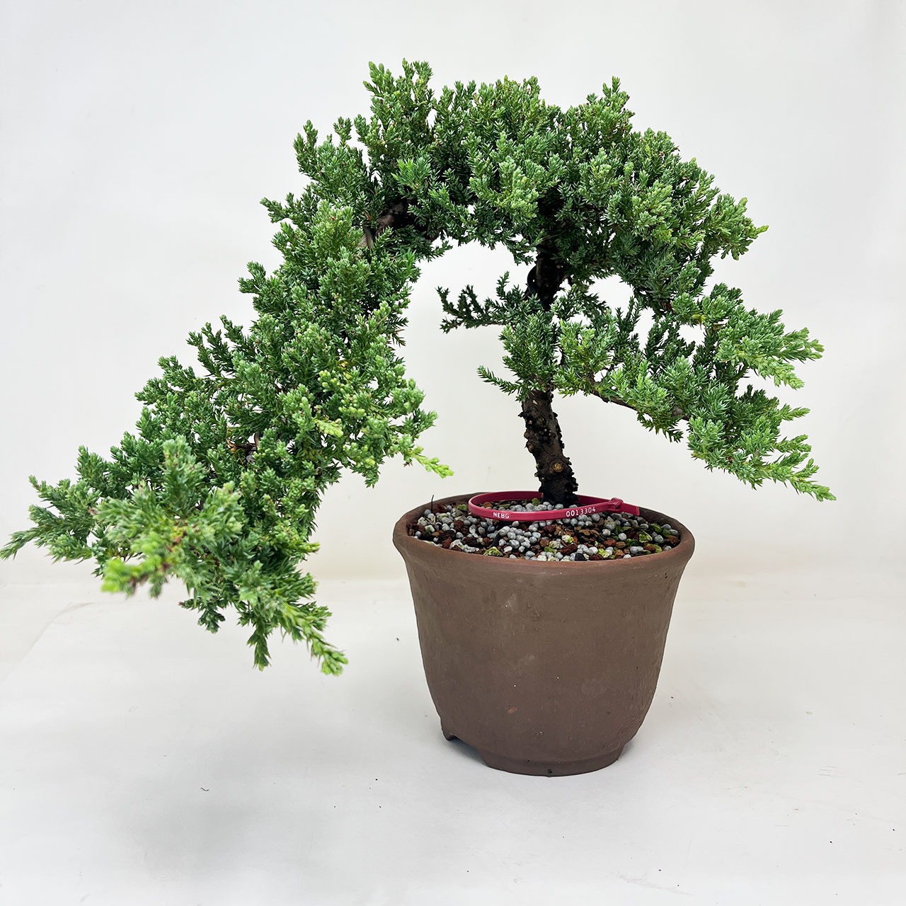 Windswept Juniper Bonsai Tree (No. 13304) at BonsaiOutlet.com