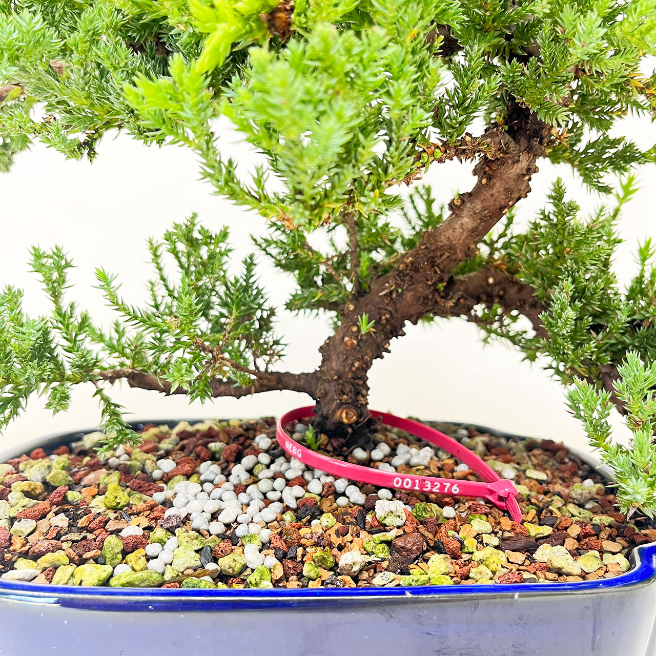 Windswept Juniper Bonsai Tree (No. 13276) at BonsaiOutlet.com