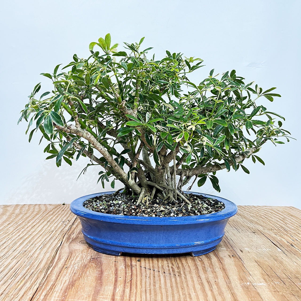 Hawaiian Umbrella Bonsai Tree (No. 13475) at Bonsai Outlet