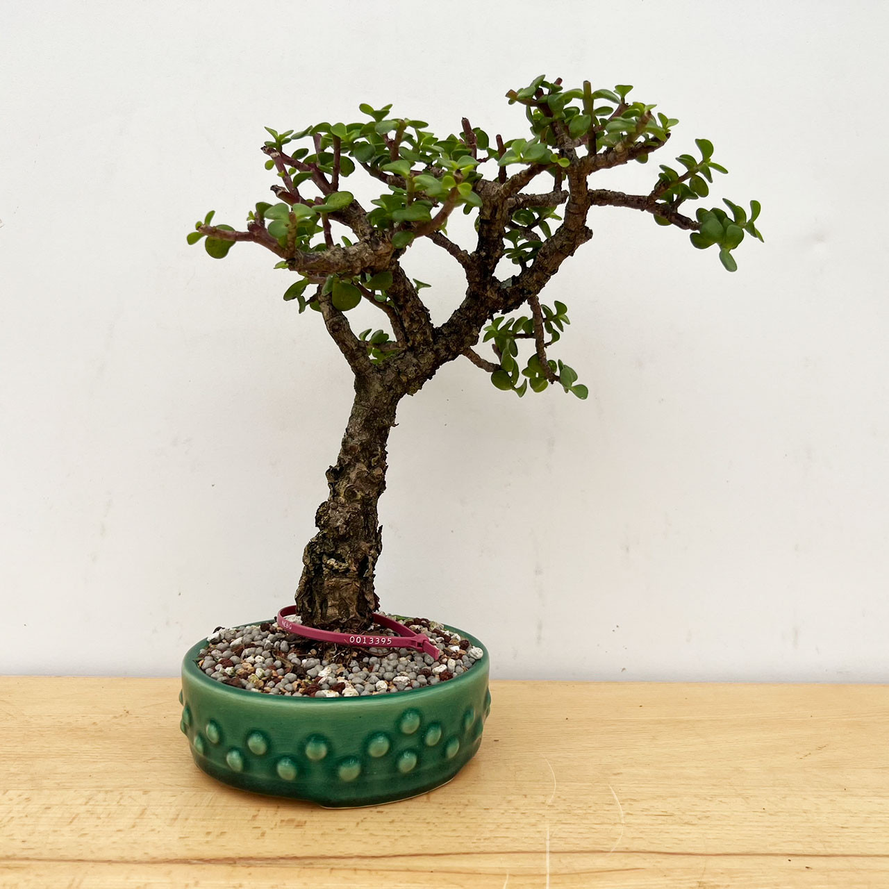 Rough Bark Mini Jade, Portulacara Afra, Bonsai Tree | Bonsai