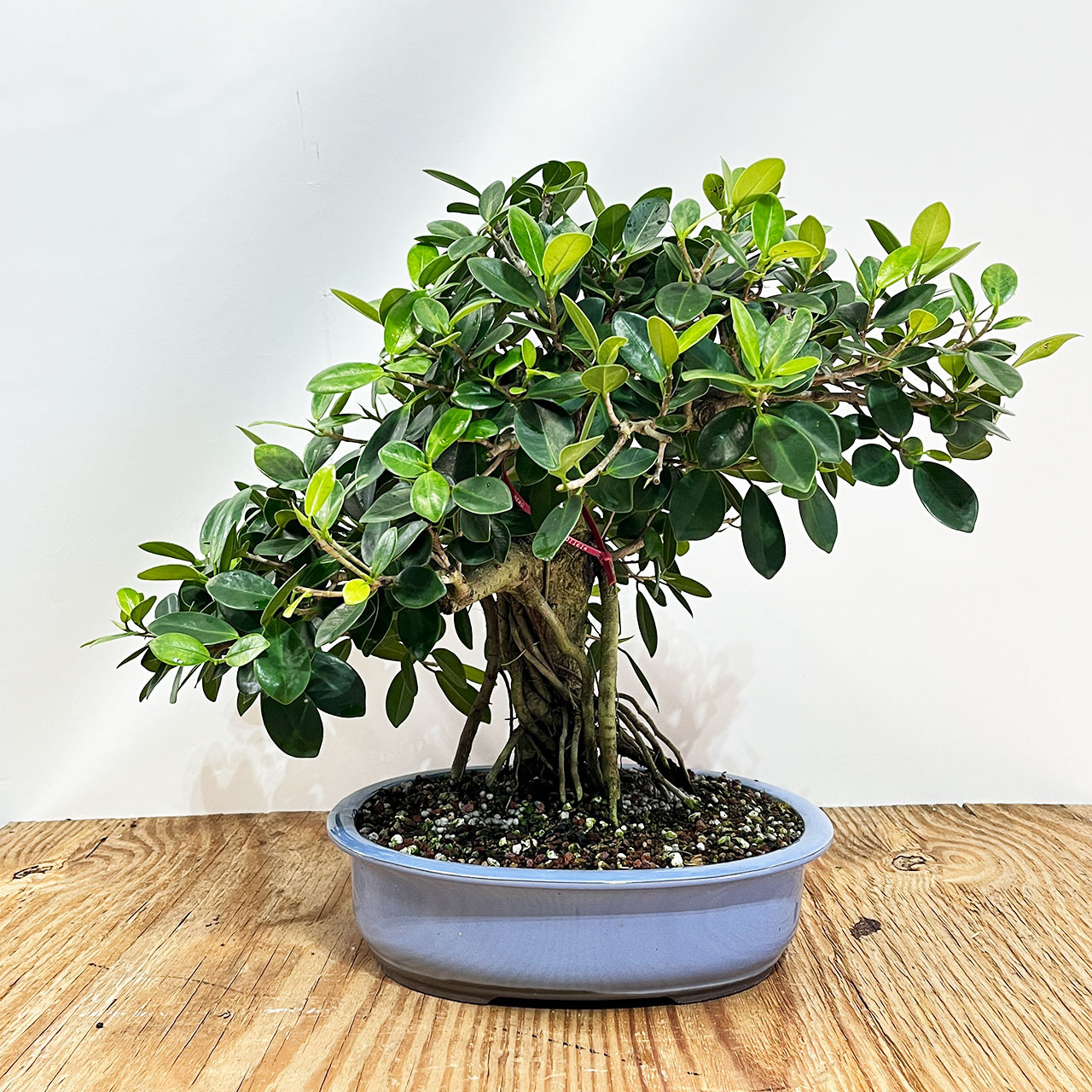 Green island Ficus in a Glazed Japanese Ceramic pot Pot. No