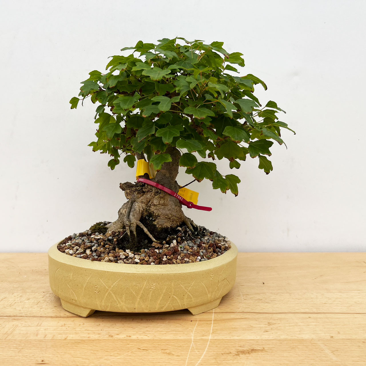 Trident Maple Bonsai Tree (No. 17001)