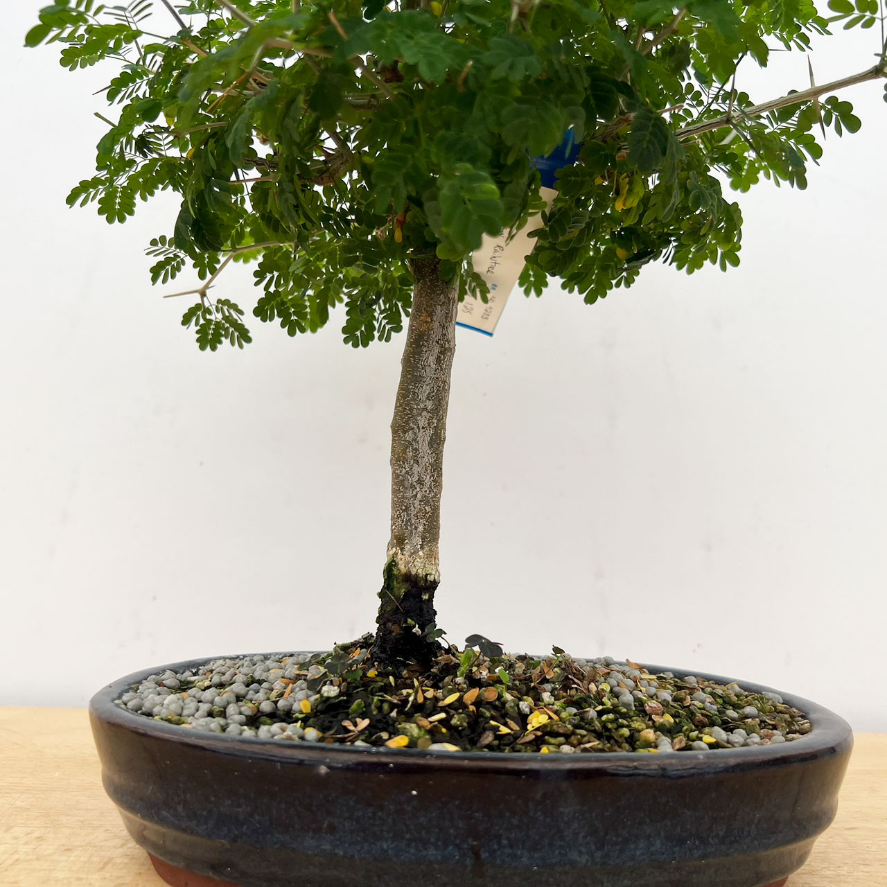 Brazilian Rain Tree Bonsai Tree | Bonsai Outlet | N0. 9233