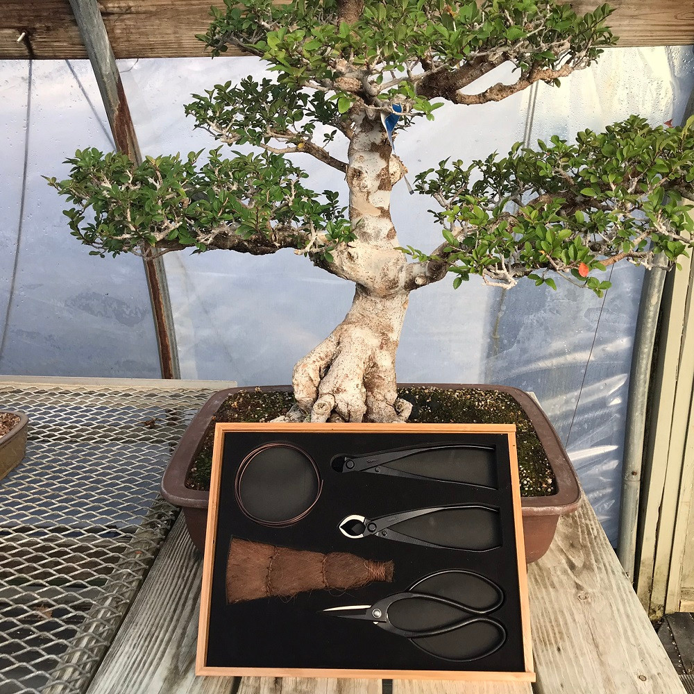 order bonsai tree Bonsai Tree Grow Kit main image 1