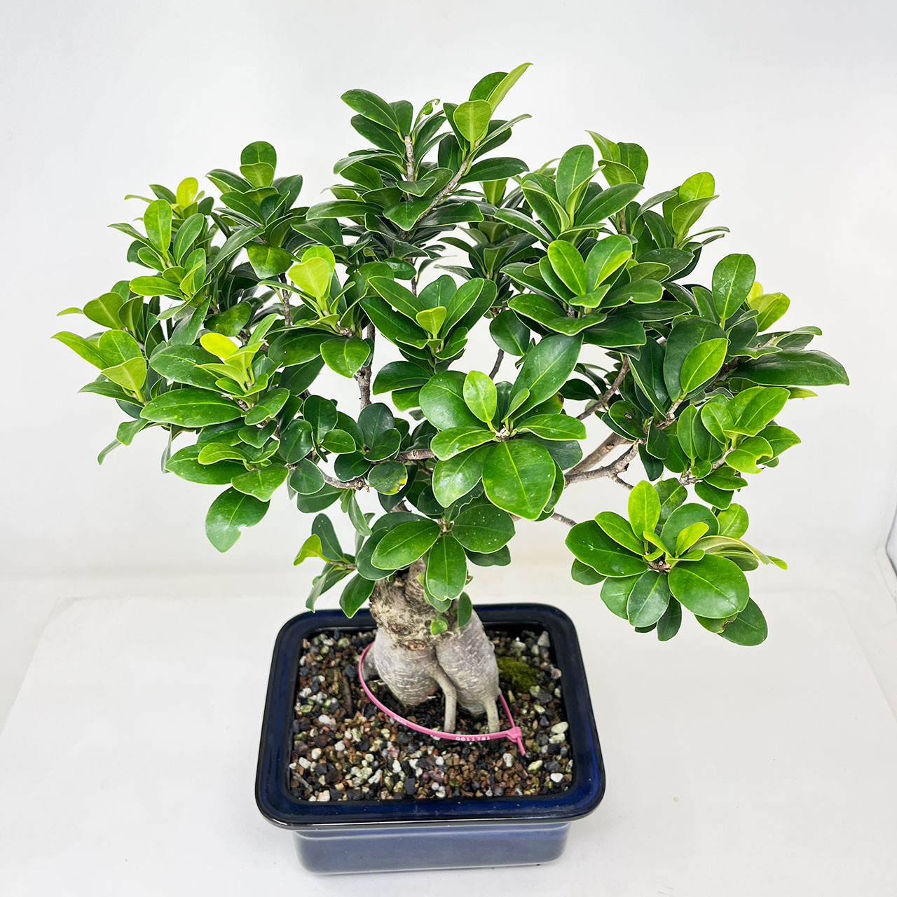 Close Up View Of A Beautiful Bonsai Ficus Ginseng In A, 52% OFF