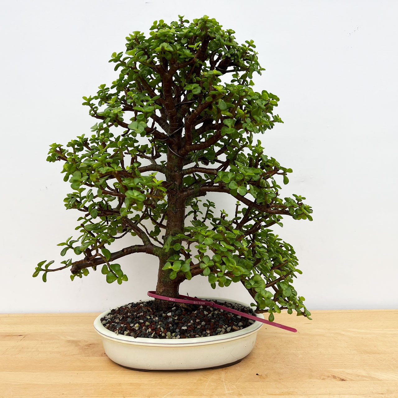Tall & Elegant Dwarf Jade 'Portulacara afra' in a Japanese Ceramic