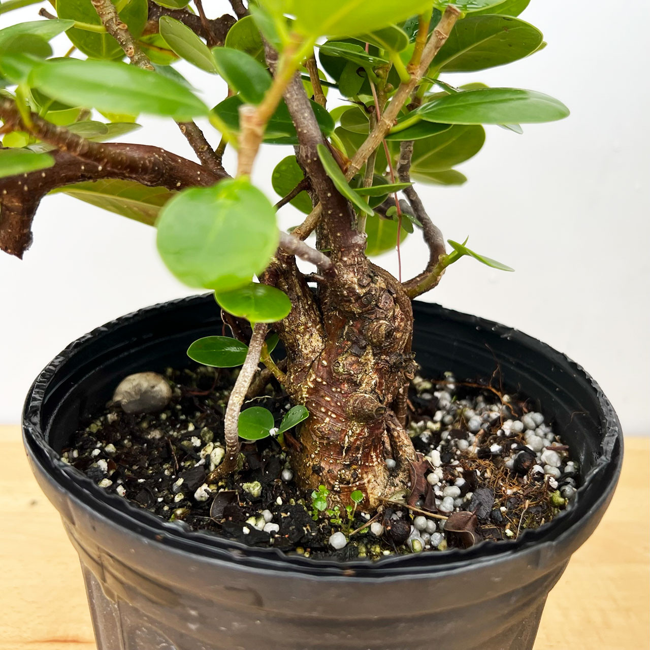 Tiger Bark Ficus, Green Island, and Mini Jade at BonsaiOutlet.com