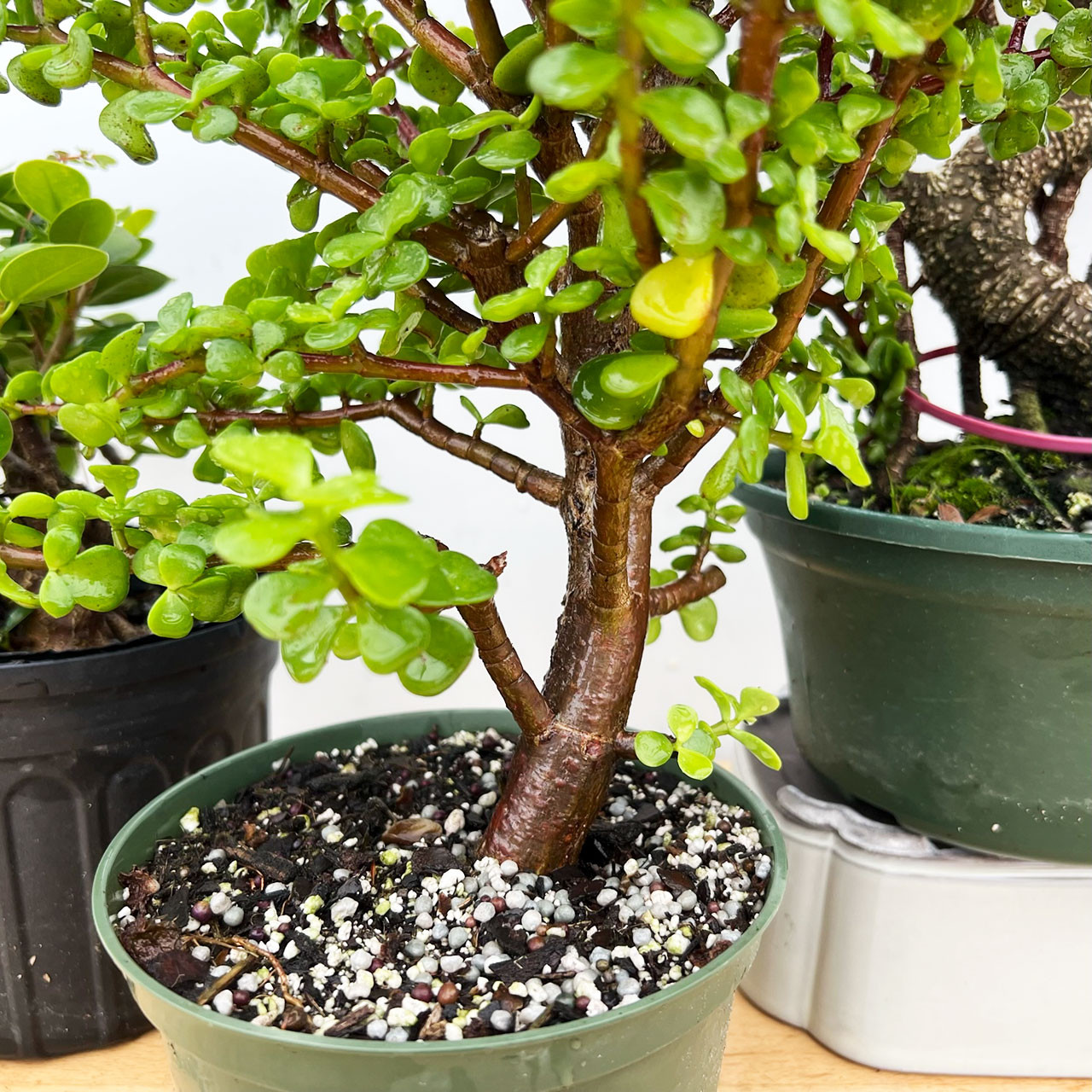 Tiger Bark Ficus, Green Island, and Mini Jade at BonsaiOutlet.com