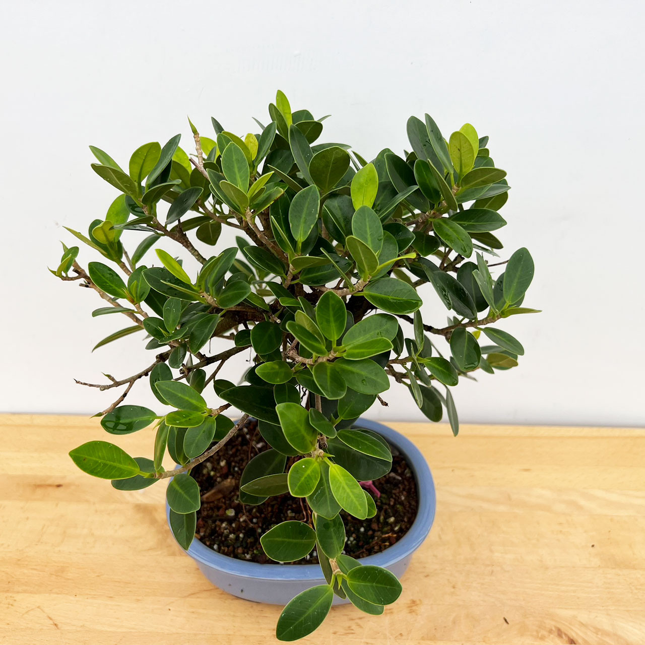 Green Island Ficus with Air Roots in a Glazed Japanese Ceramic Pot