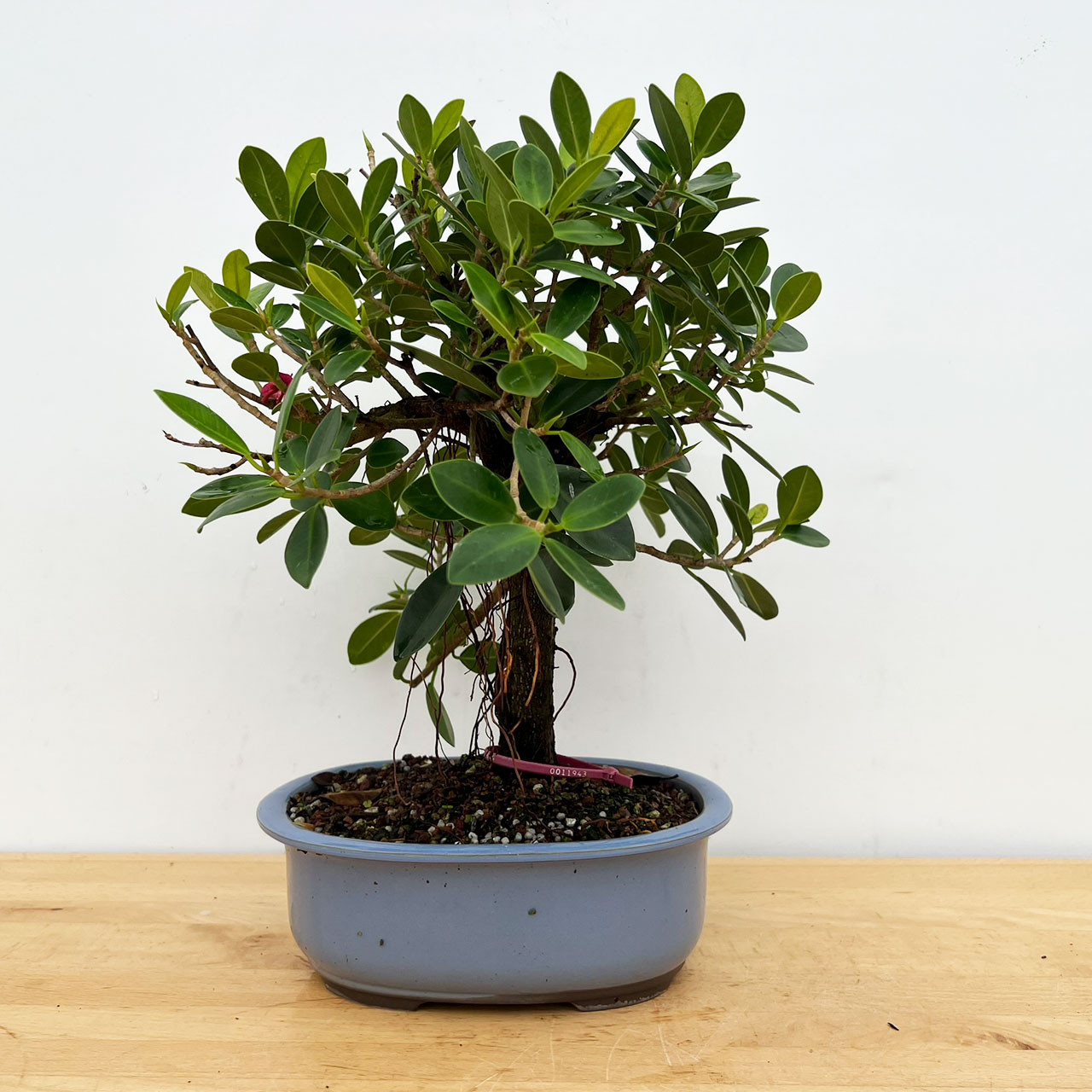 Green Island Ficus with Air Roots in a Glazed Japanese Ceramic Pot