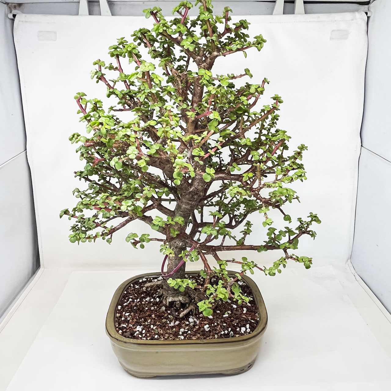 Mini Jade, Portulacaria afra, Bonsai Tree | Bonsai Outlet | N0. 13212