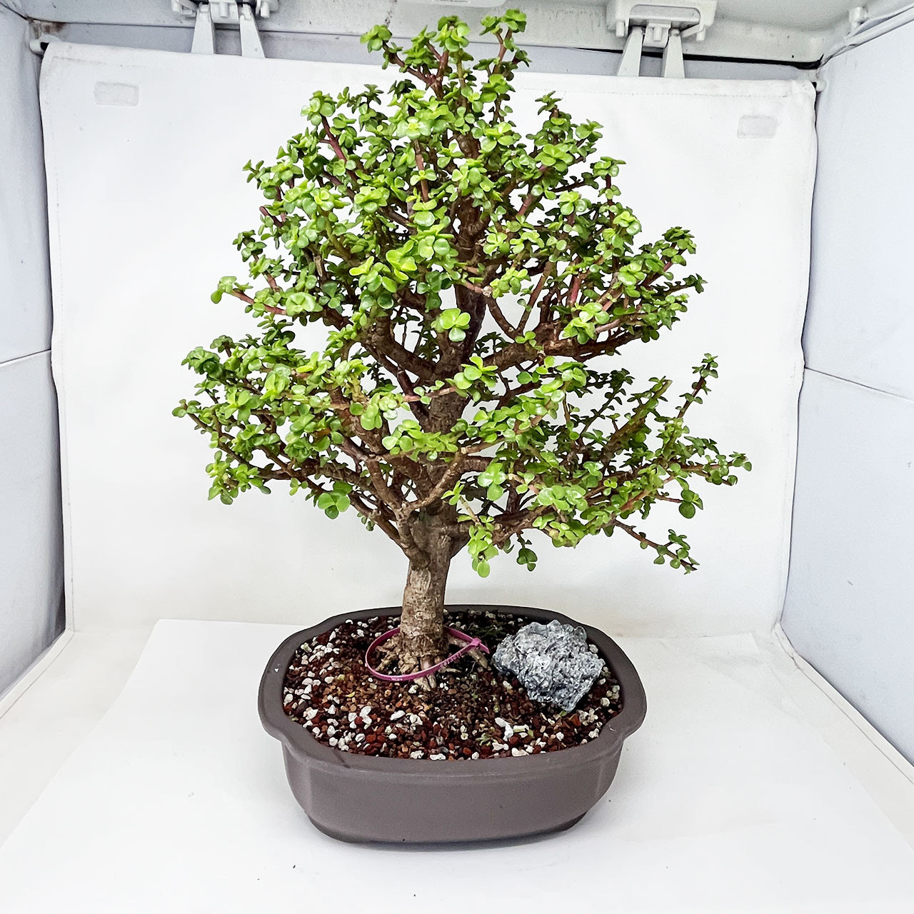 Mini Jade, Portulacaria afra, Bonsai Tree | Bonsai Outlet | N0. 13071