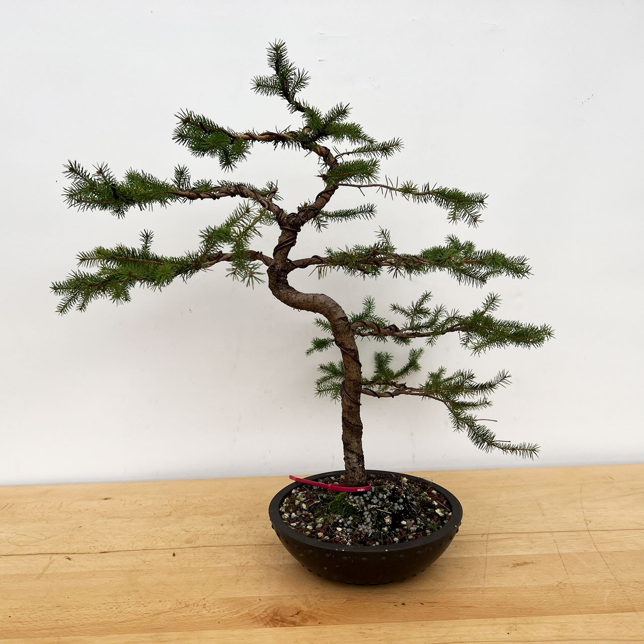 Styled Ezo Spruce in a Mica Pot (No. 17040)