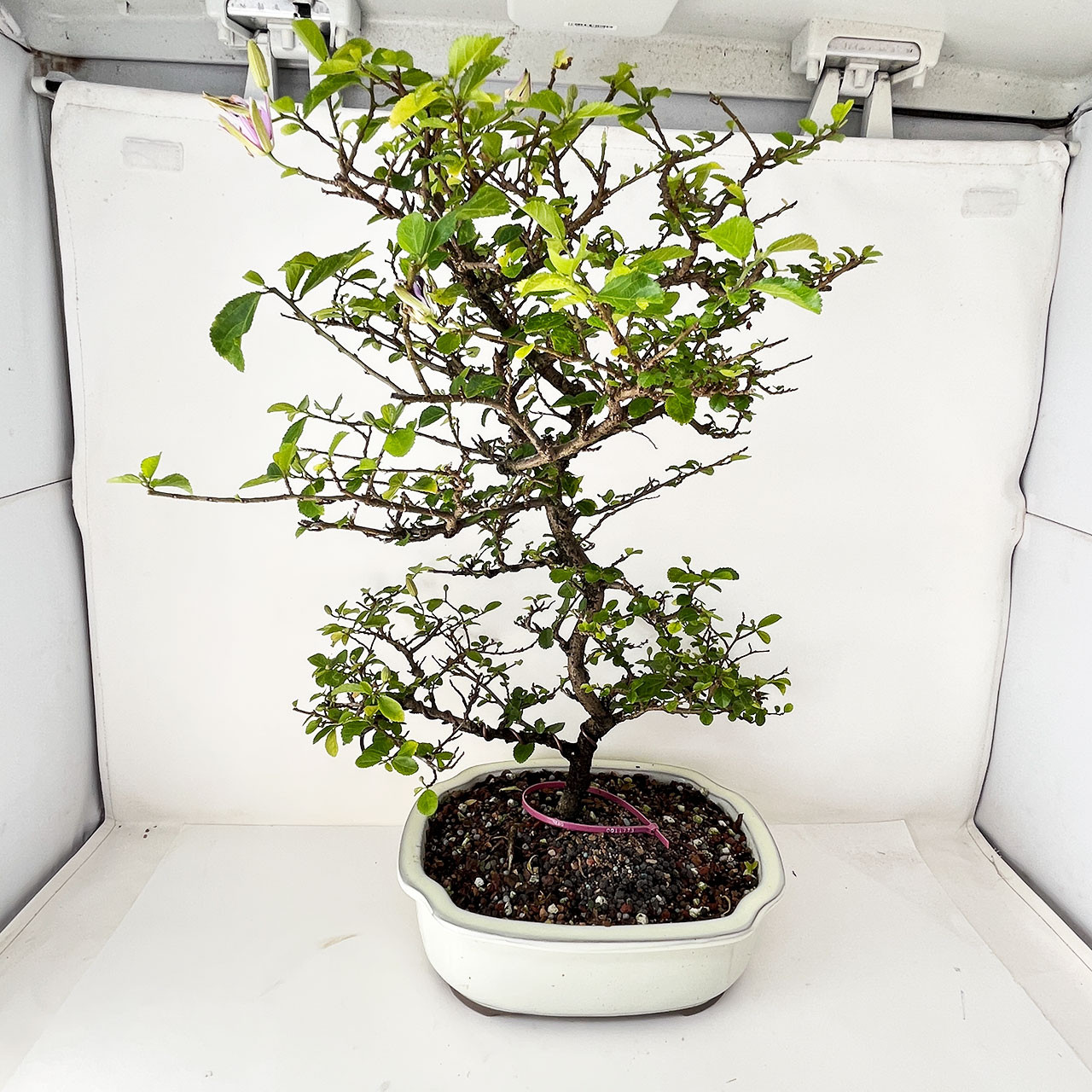 Lavender Star Bonsai Tree (No. 11773) at BonsaiOutlet.com