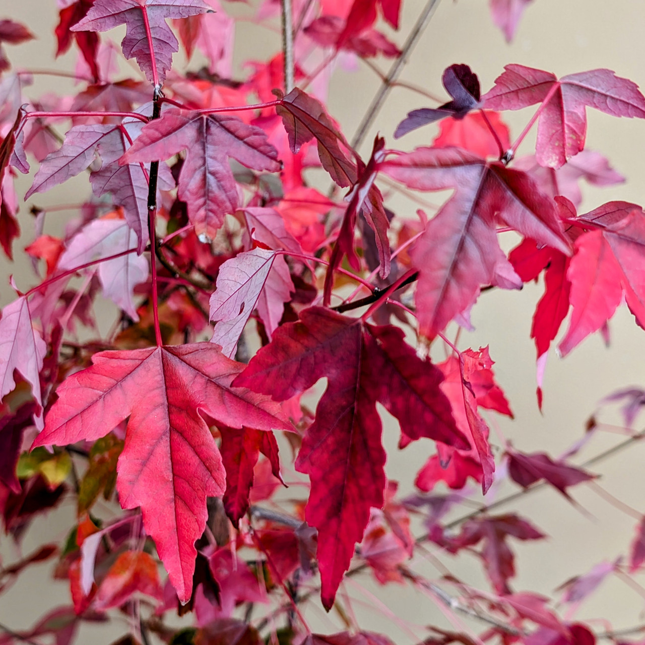 10+ Year Old Trident Maple In Fall Colors (No. 17991)