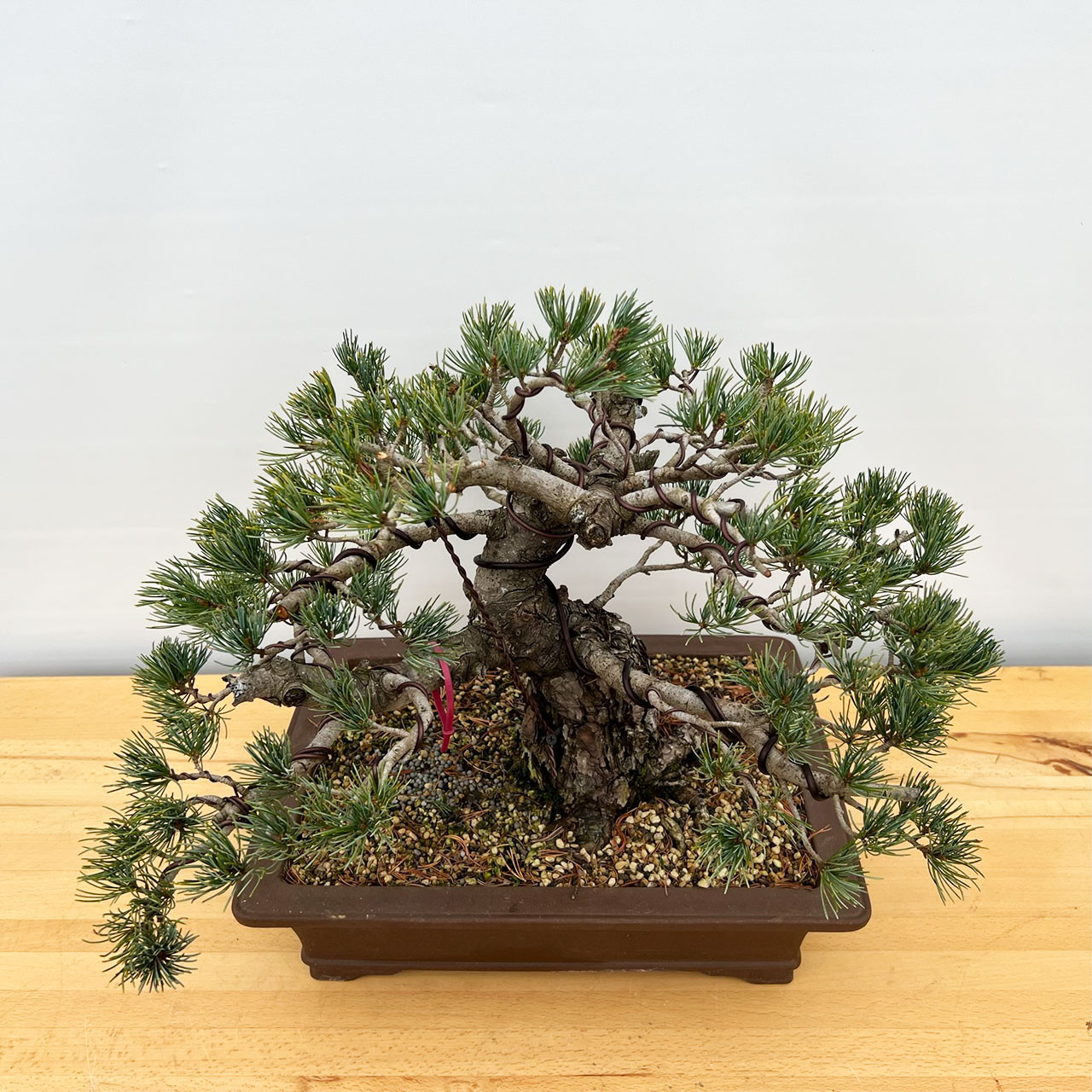 五葉松　Japanese White Pine Essential Care Tips for Japanese White Pine Bonsai – Tree