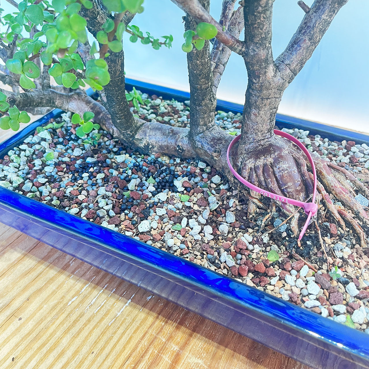 Mini Jade, Portulacaria afra, Bonsai Tree | Bonsai Outlet | N0. 13191