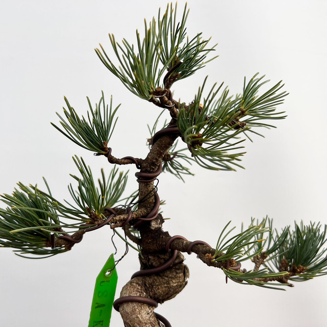 Imported Japanese White Pine 