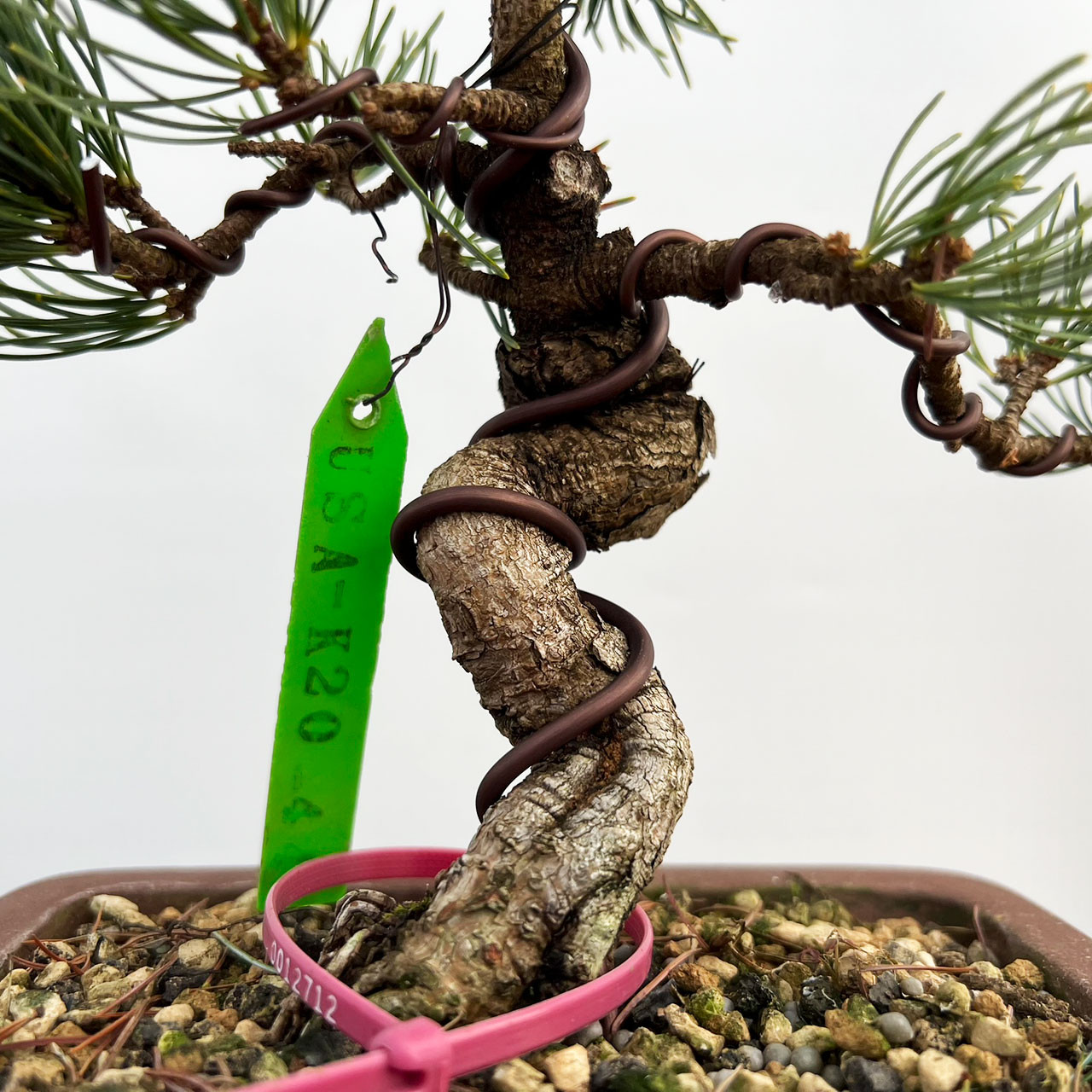Imported Japanese White Pine 