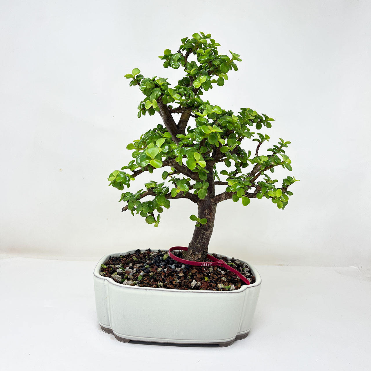 Bonsai Outlet Dwarf Jade