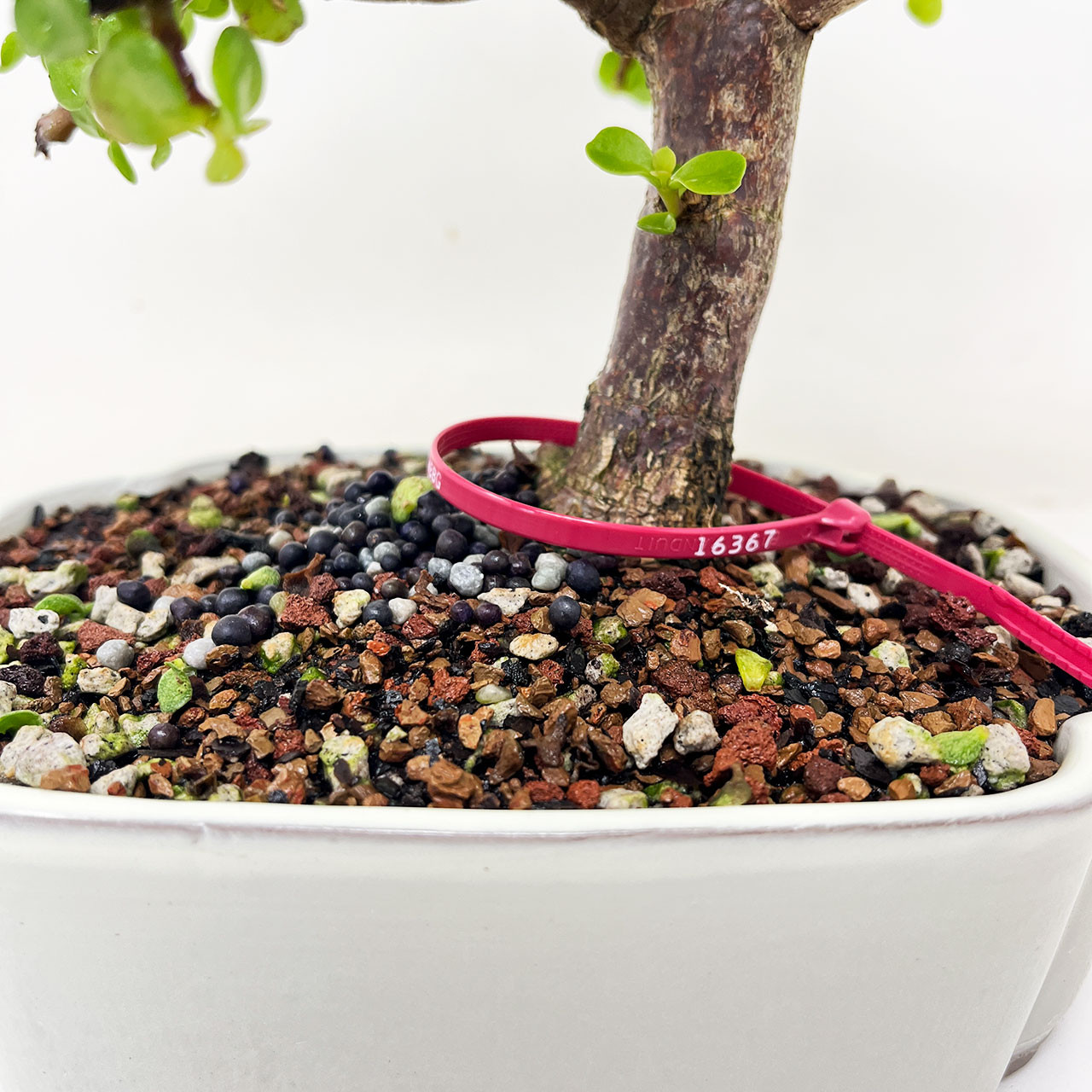 Bonsai Outlet Dwarf Jade - Thumbnail 3