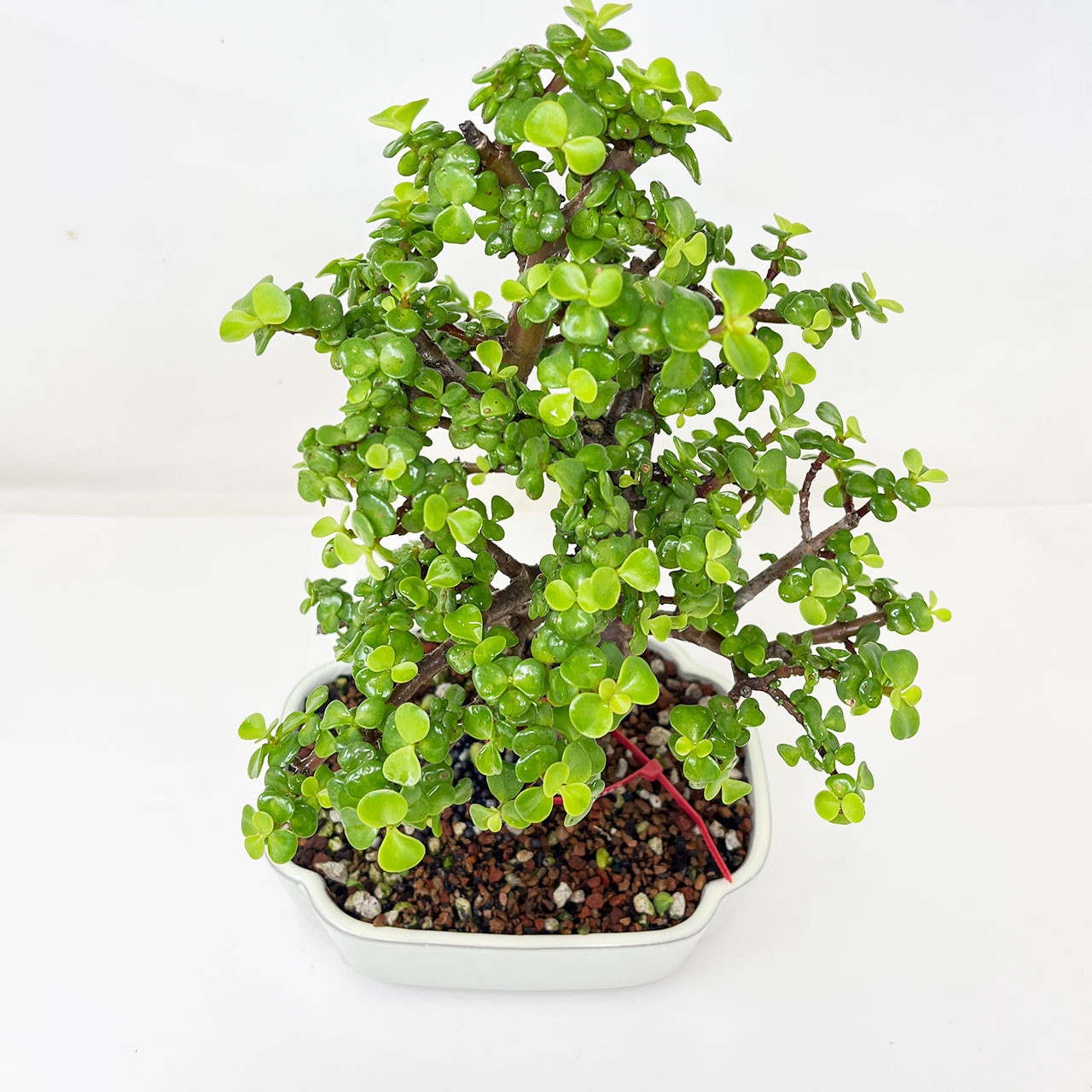 Bonsai Outlet Dwarf Jade - Thumbnail 2
