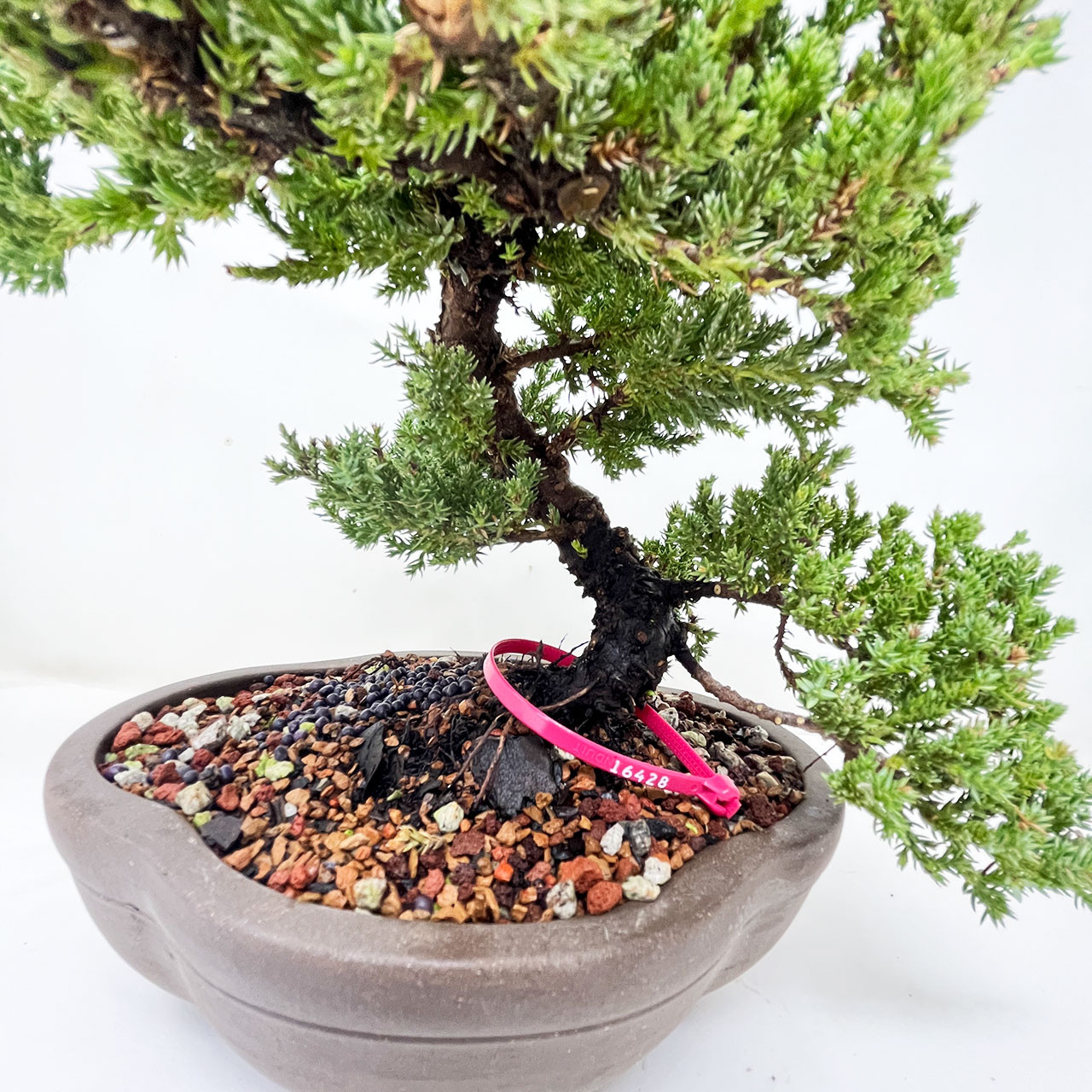 Juniper Bonsai Tree (No. 16428) at BonsaiOutlet.com Juniper Bonsai Tree (No. 16428) at BonsaiOutlet.com