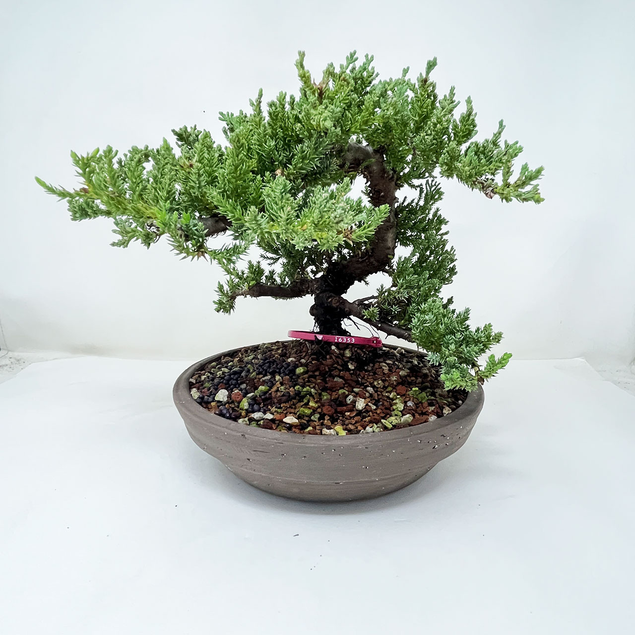 Juniper Bonsai Tree (No. 16353) at BonsaiOutlet.com