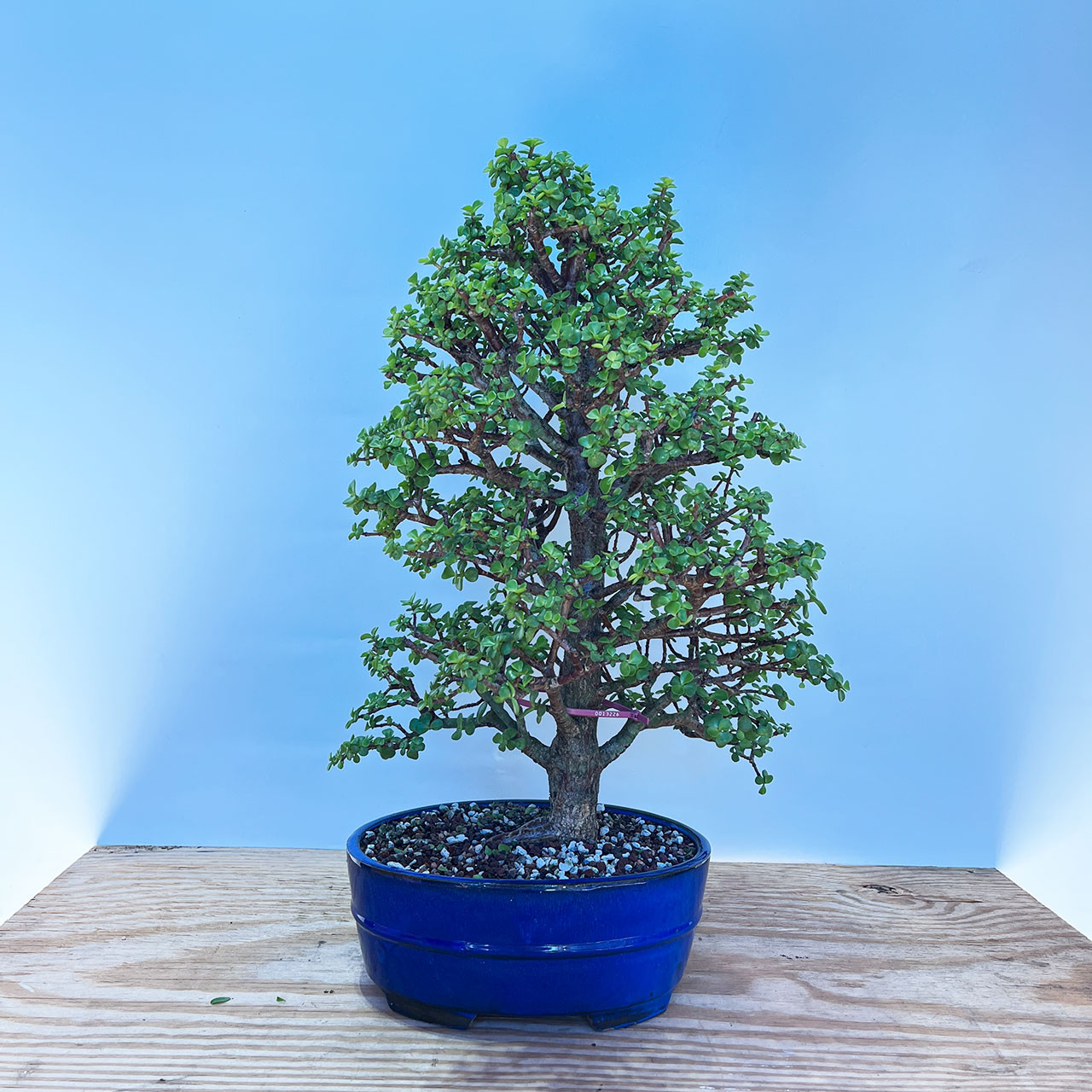 Mini Jade, Portulacaria afra, Bonsai Tree | Bonsai Outlet | N0. 13226