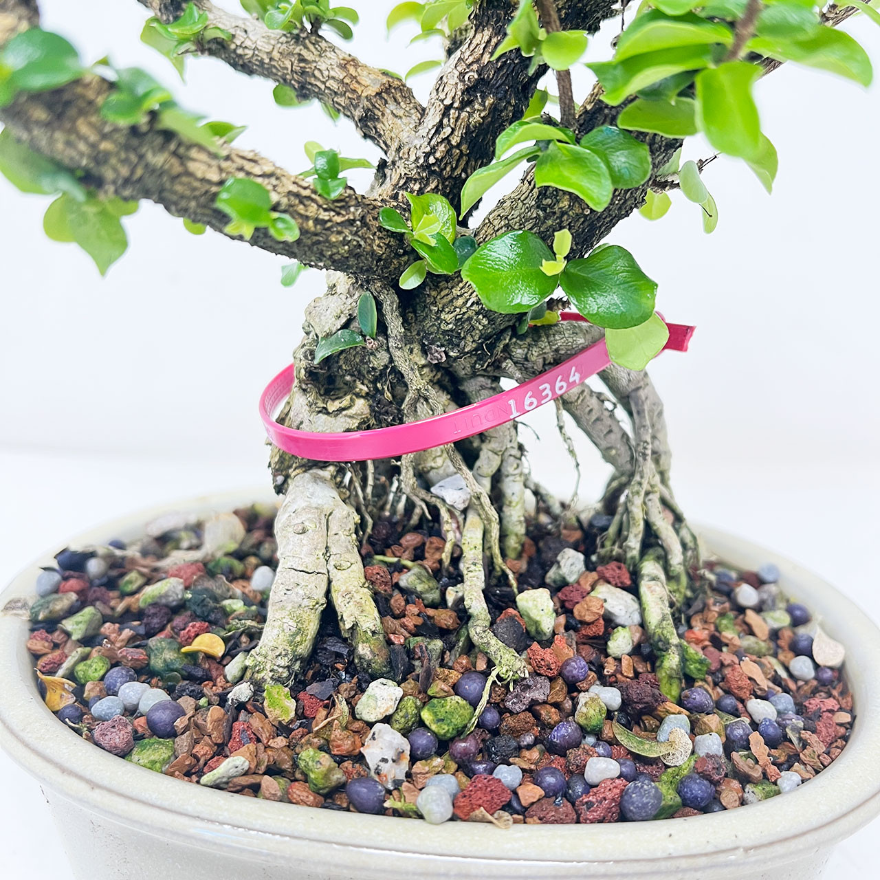 盆栽 jolly Flowering Singapore Holly Bonsai Tree | Bonsai Outlet | N0