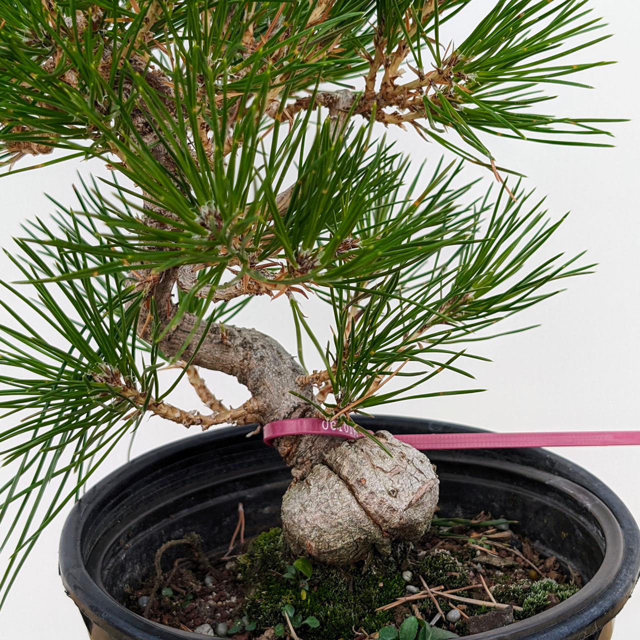 Seed Grown Shohin Japanese Black Pine 'Mikawa'