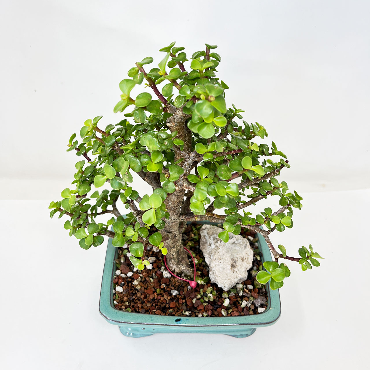Mini Jade, Portulacaria afra, Bonsai Tree | Bonsai Outlet | N0. 16099