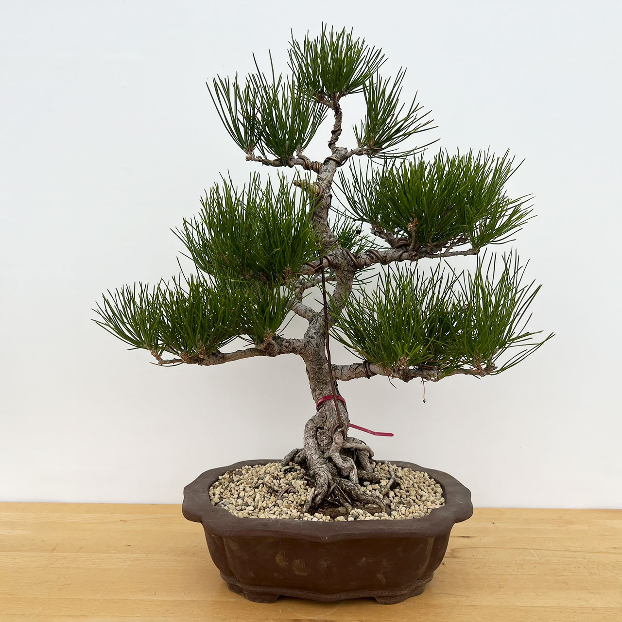 Japanese Black Pine Bonsai | No. 18369
