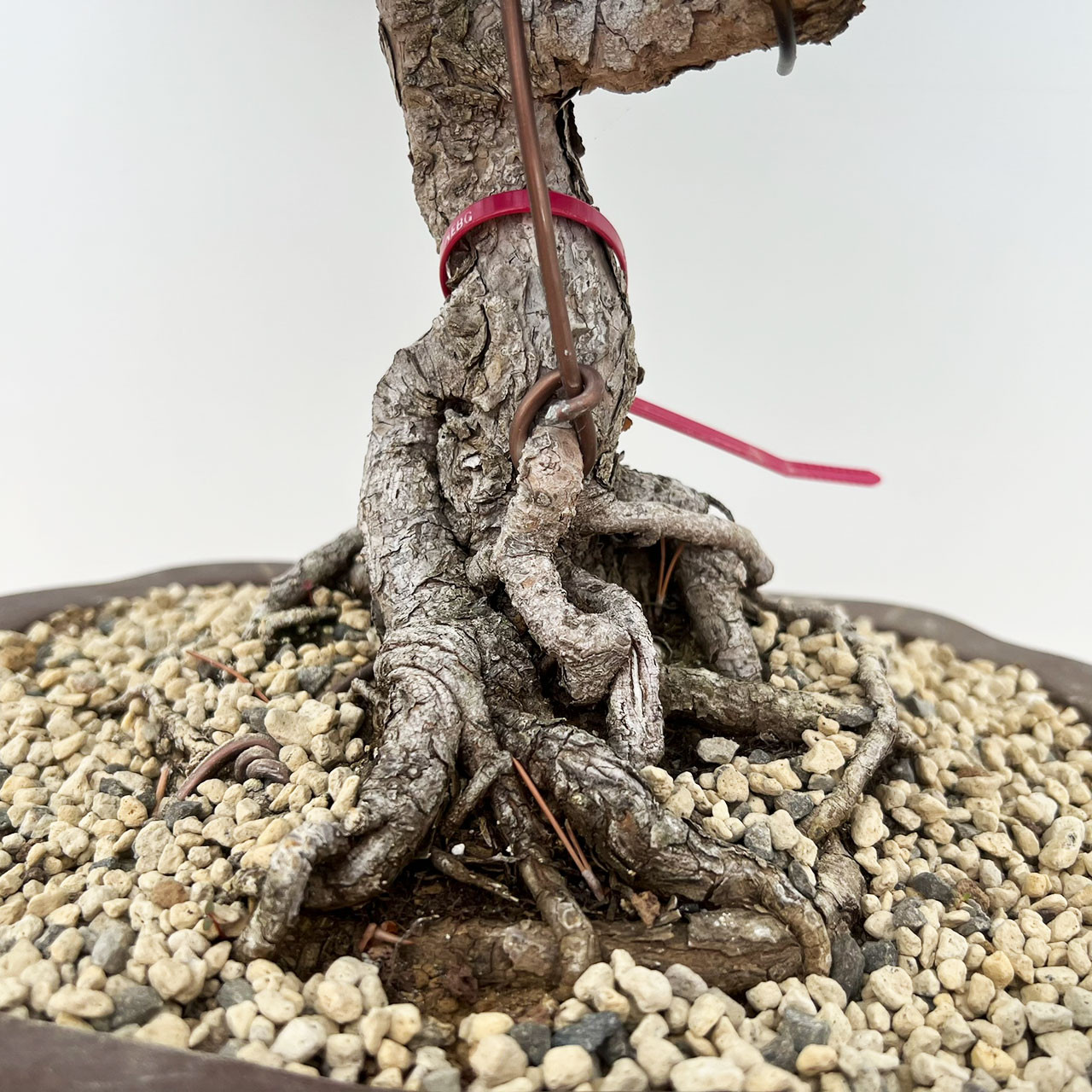 Japanese Black Pine Bonsai | No. 18369