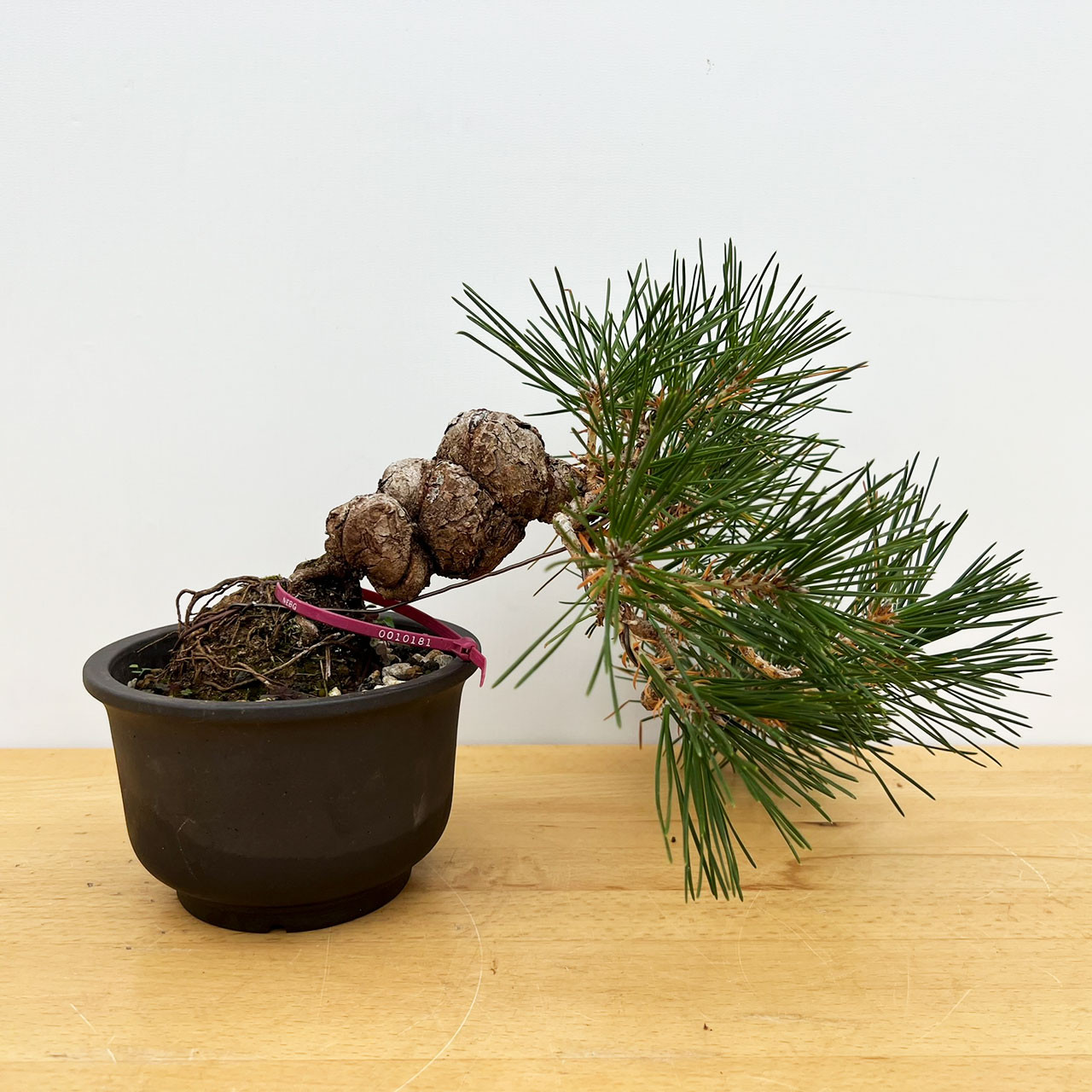 盆栽① Japanese Black Pine Bonsai | No. 10181