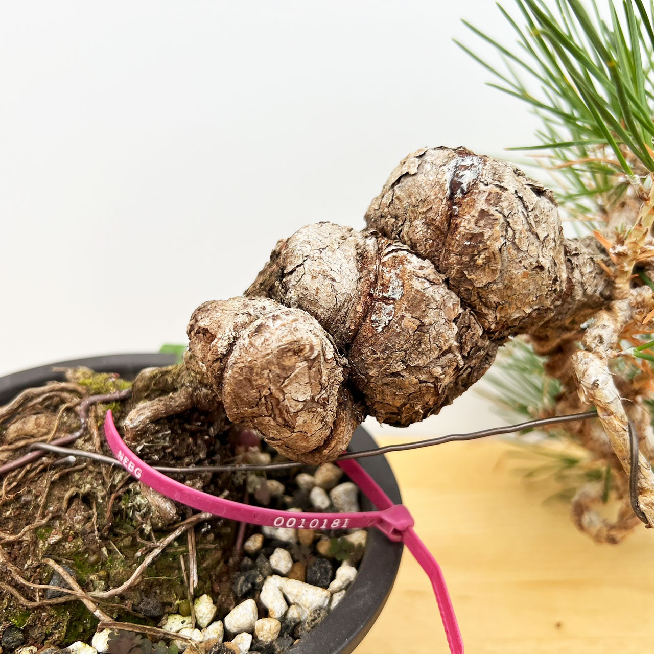 Japanese Black Pine Bonsai | No. 10181