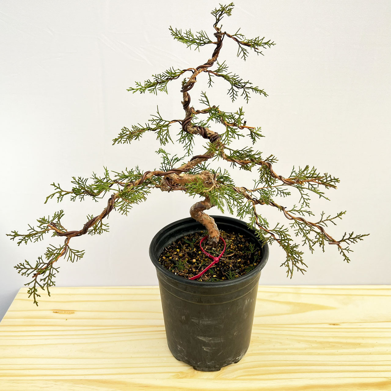 Styled Itoigawa Shimpaku Juniper Bonsai Tree (No. 18788)
