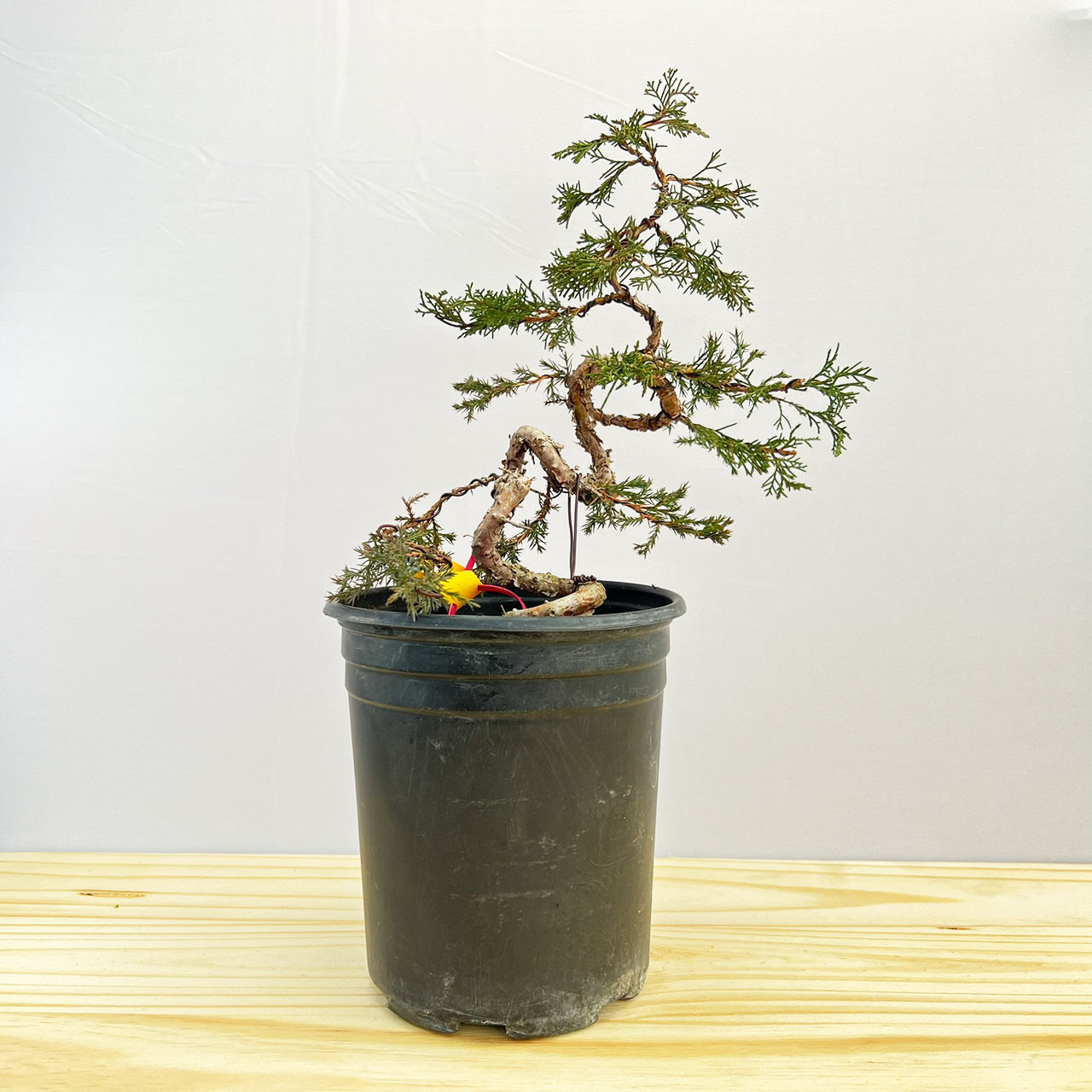 Styled Twisted Itoigawa Shimpaku Juniper in a Grow Pot - Thumbnail 2