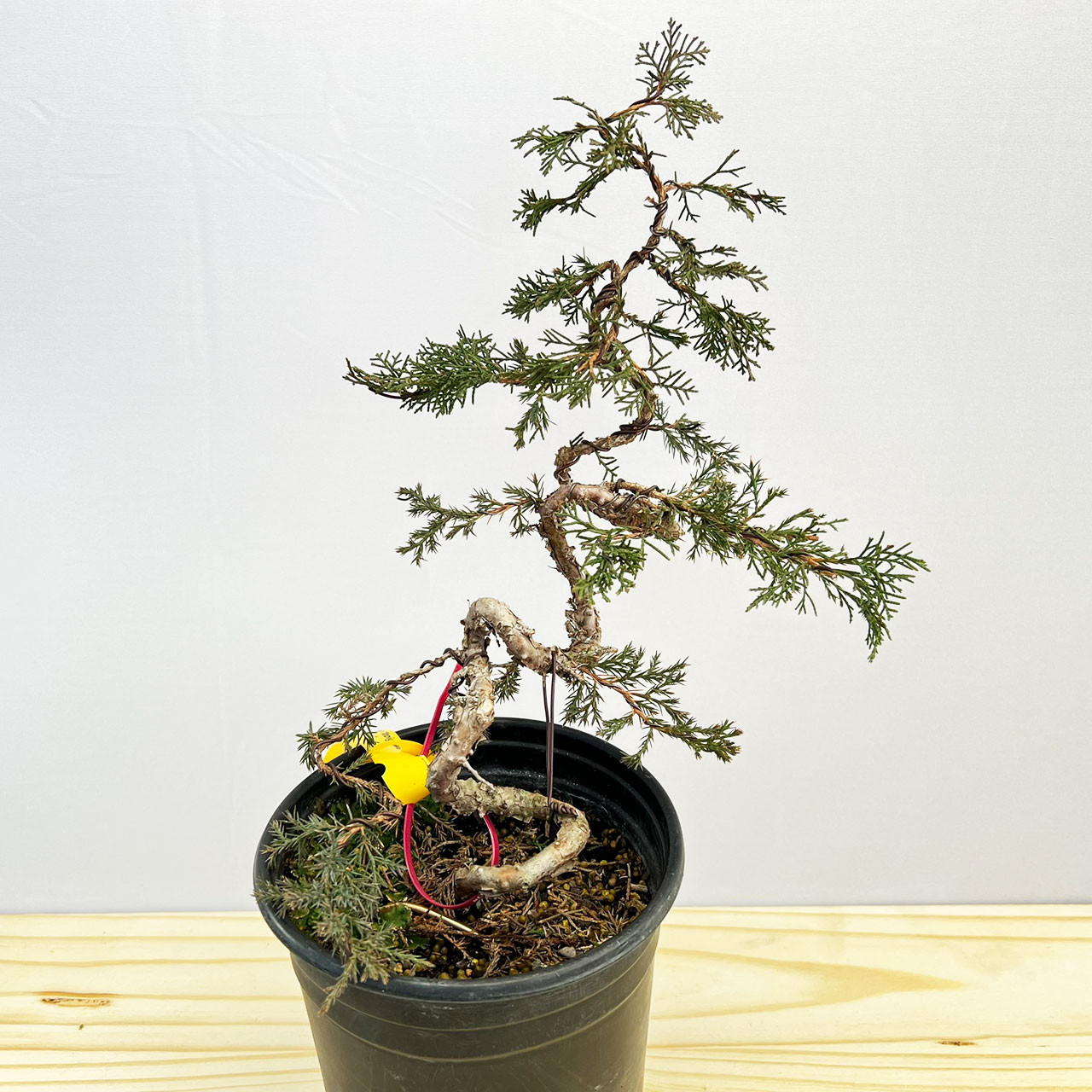 Styled Twisted Itoigawa Shimpaku Juniper in a Grow Pot - Thumbnail 5