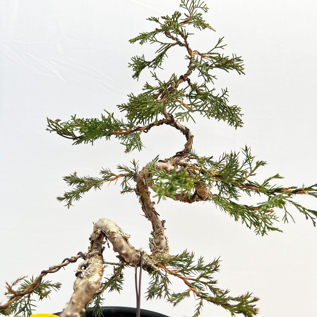 Styled Twisted Itoigawa Shimpaku Juniper in a Grow Pot - Thumbnail 3