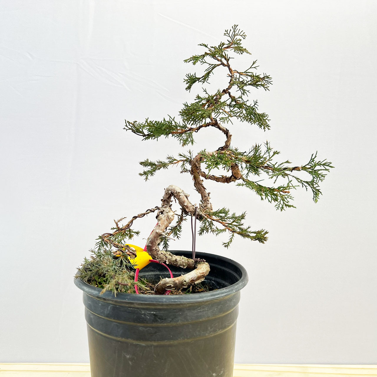 Styled Twisted Itoigawa Shimpaku Juniper in a Grow Pot