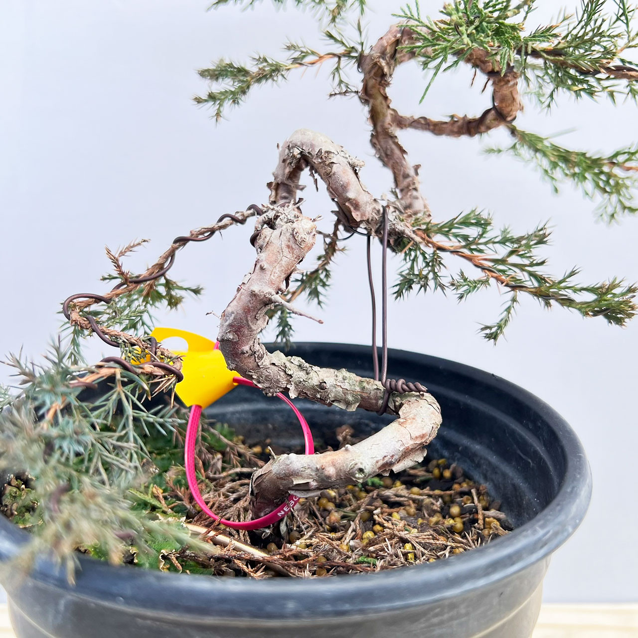 Styled Itoigawa Shimpaku Juniper Bonsai Tree (No. 18779)