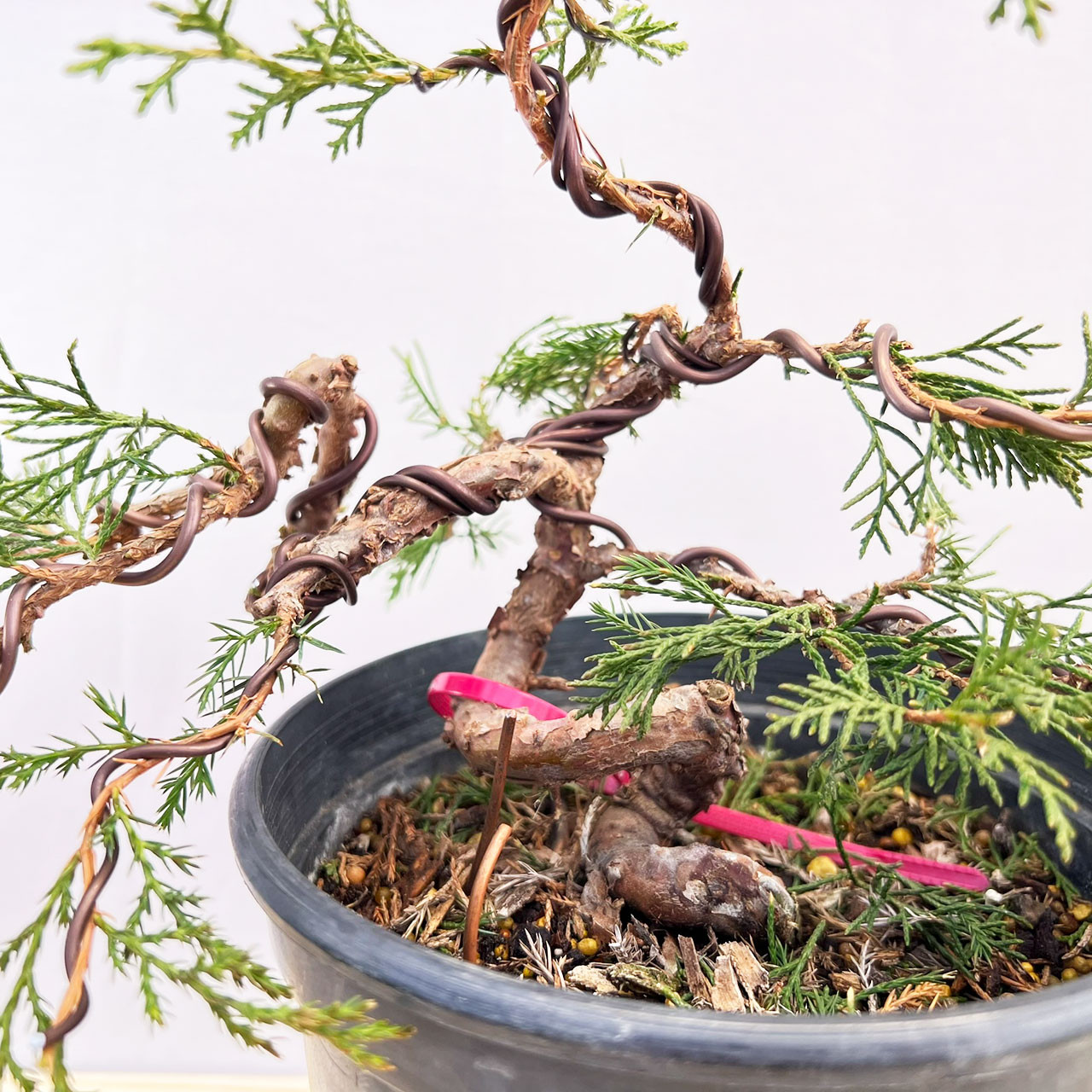 石付き糸魚川真柏　shinpaku Juniperus chinensis 552f00d5948fde692ae0d8de219452