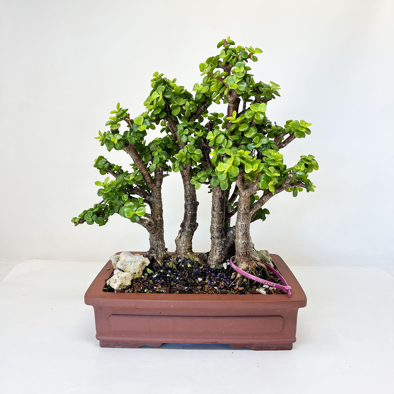 Mini Jade 5 tree Grove, Portulacaria afra, Bonsai Tree | Bonsai