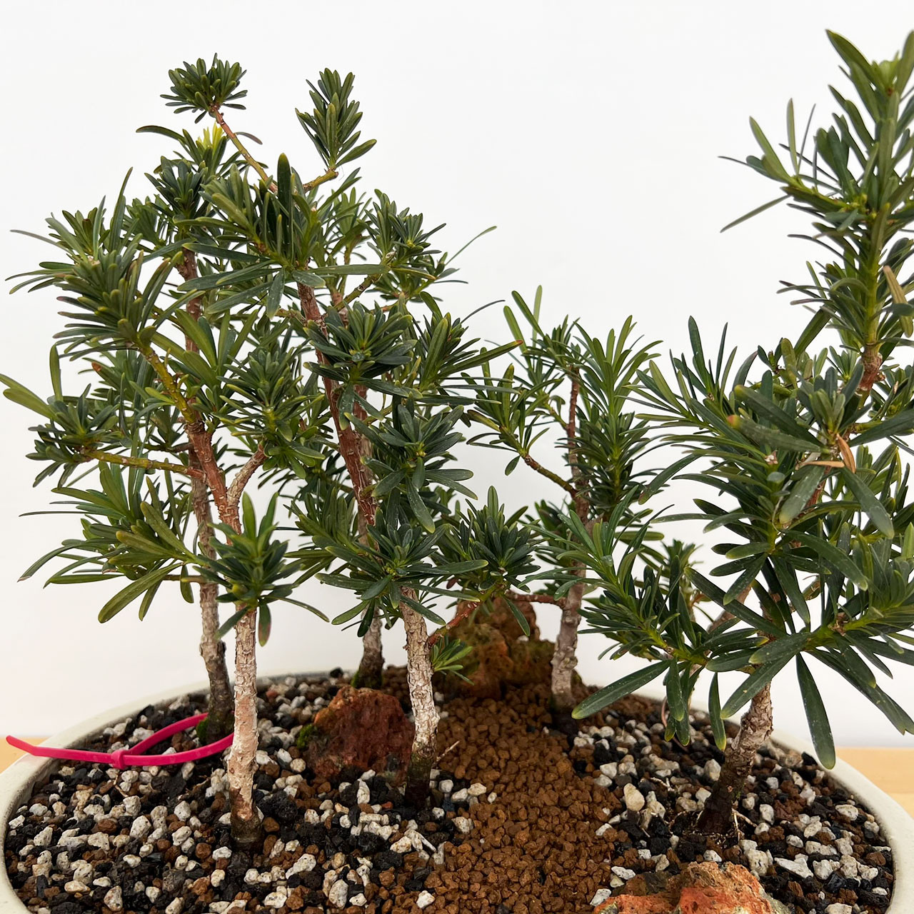 European Olive Forest in a Glazed Japanese Ceramic Bonsai Pot (No