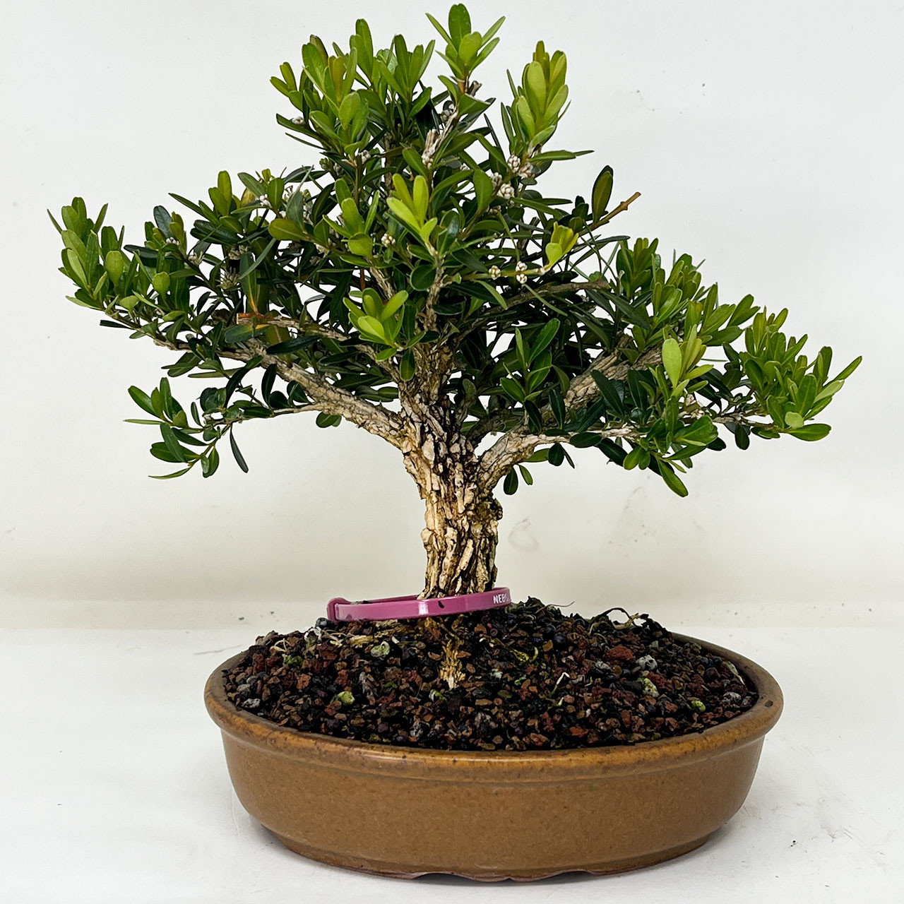 Mature Shohin Taiwan Boxwood Bonsai Tree in Bloom In a Glazed Yixing  Ceramic Pot No. 16393