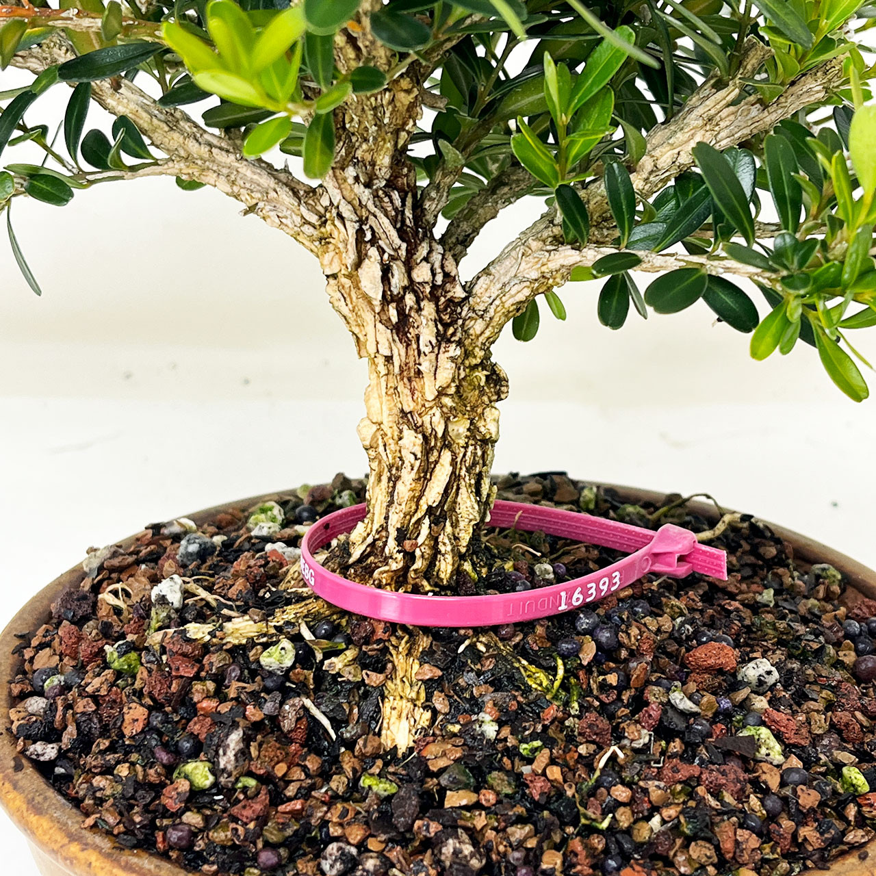 Taiwan Boxwood in Bloom Bonsai Tree | Bonsai Outlet | N0. 16393