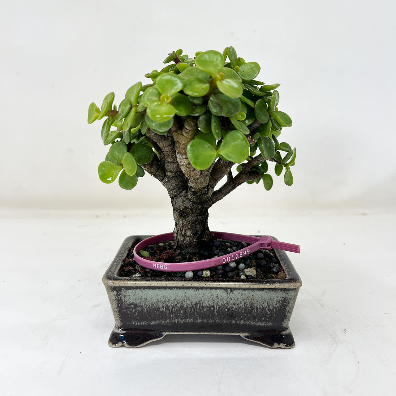 Mini Jade, Portulacaria afra, Bonsai Tree | Bonsai Outlet | N0. 12899